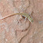 nake-tailed fringe-toed lizard