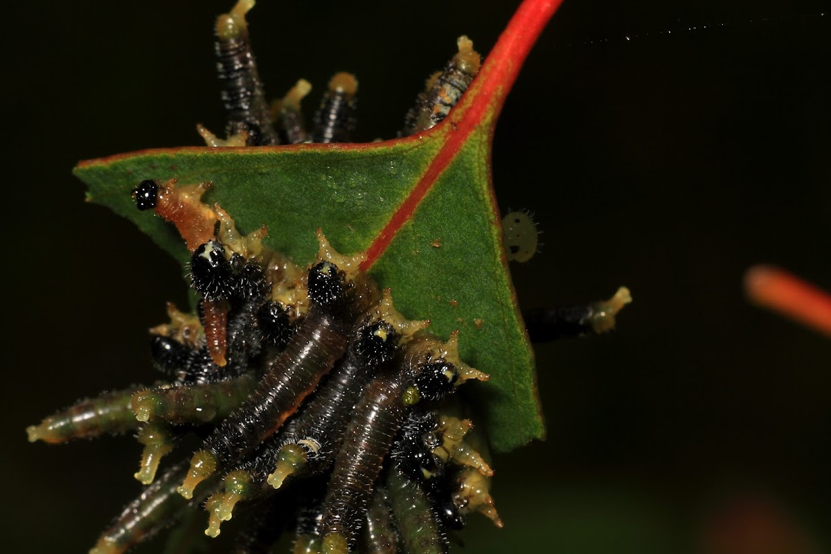 Sawffly larvae
