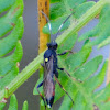 Ichnemumon Wasp