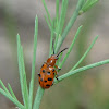 Twelve-spotted Asparagus Beetle