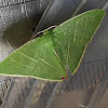 Geometrid Looper Moth