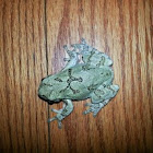Grey Treefrog