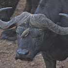 African buffalo