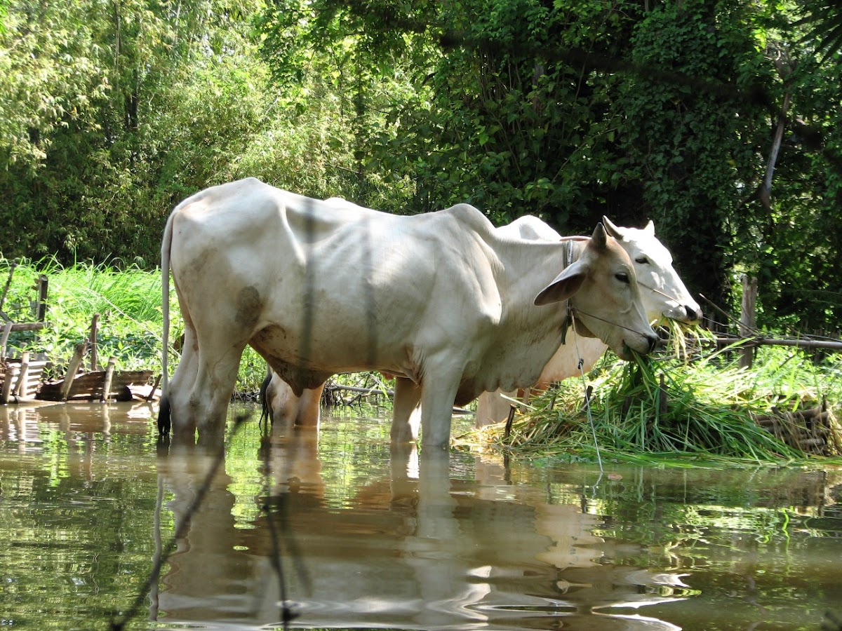 Cambodian Cow