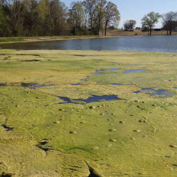 Pond slime Project Noah