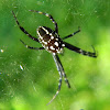 tent web spider