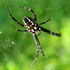 tent web spider