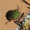 Southern Green Shieldbug