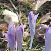 Woodland Crocus