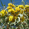 Yellow-flowered Blackbutt
