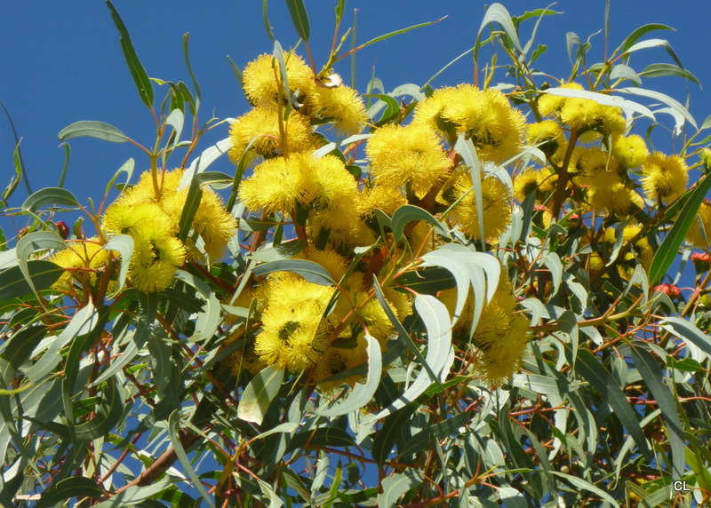 Yellow Flowered Blackbutt Seed E stricklandii  Hardy Evergreen 