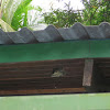 Black Spiny-Tailed Iguana