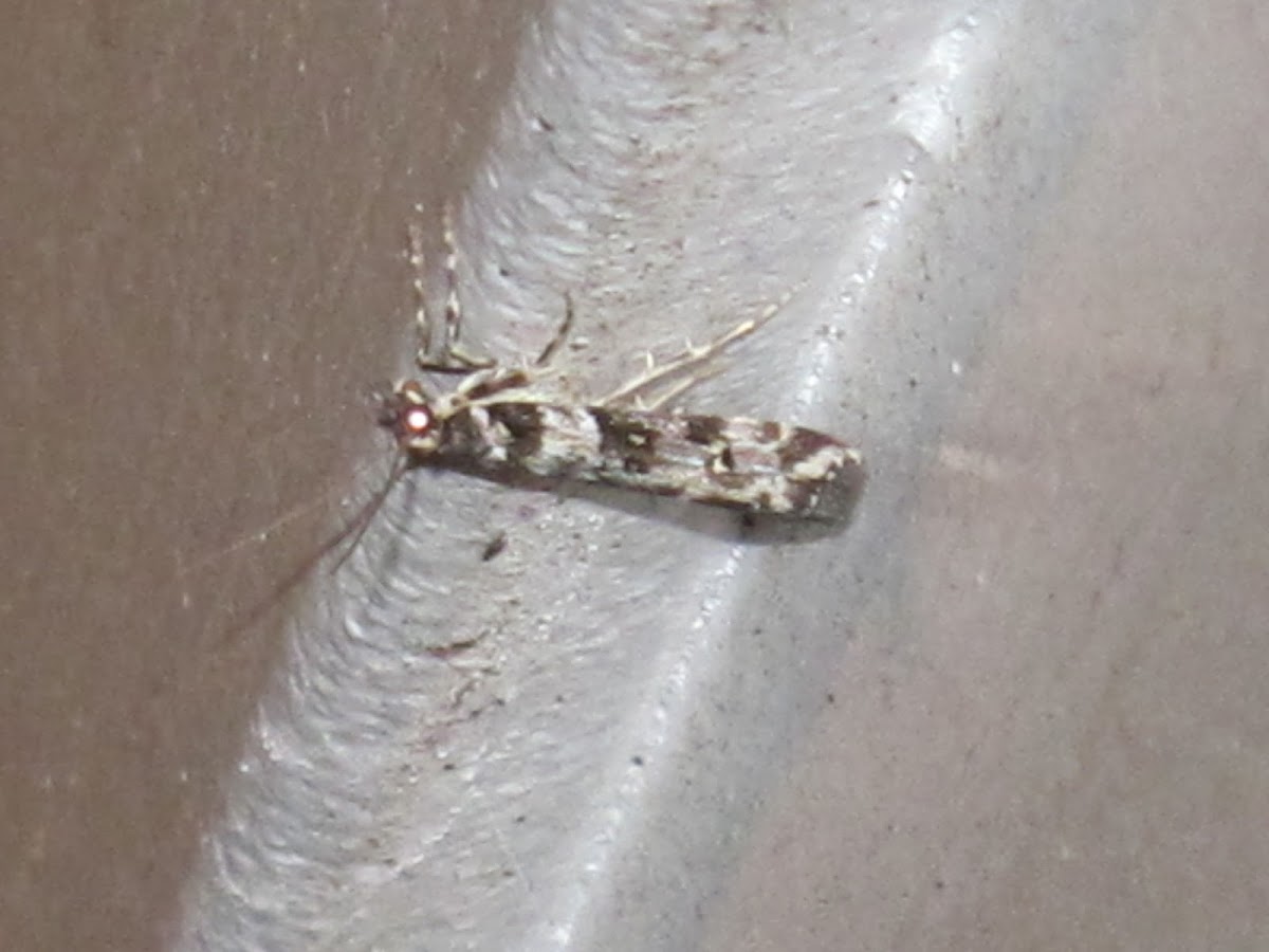 North Island Lichen Moth