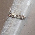 North Island Lichen Moth
