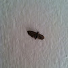 ? Moth
