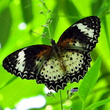 The Lace-wing by Asif Bora -  