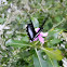 orchard swallowtail butterfly (male)