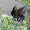 Eastern Black Swallowtail Butterfly (female)