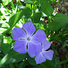 Periwinkle