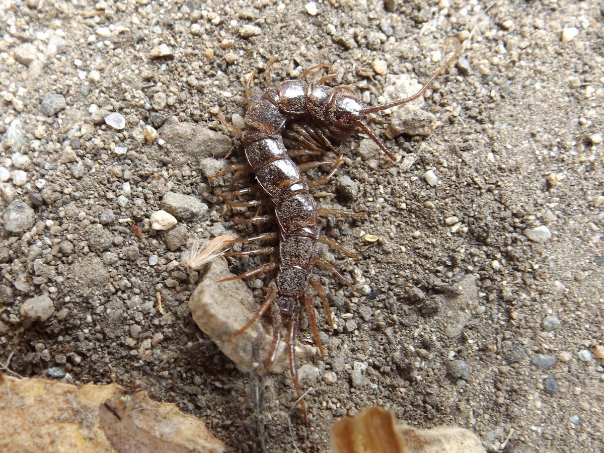 Common Garden Centipede