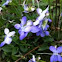 Wild Violets (Violica)