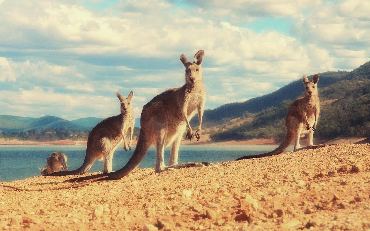 Men Download Kanguru Wallpaper Dengan Gambar Polly Aplikasi Versi