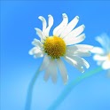 Windows 8 Live Wallpaper logo