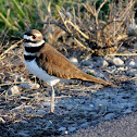 Killdeer