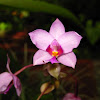 Orquídea Spathoglottis plicata