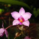 Orquídea Spathoglottis plicata