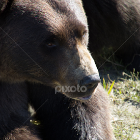 Lunch time by Michelle DeWeese Webber - Animals Other