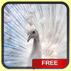 White Peacock Live Wallpaper.apk 26