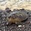 Green Turtle/Sea Turtle