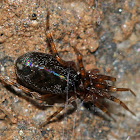 Ground Sac Spider