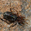 Ground Sac Spider