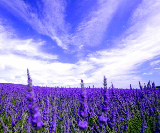 Lavender HD live wallpapers