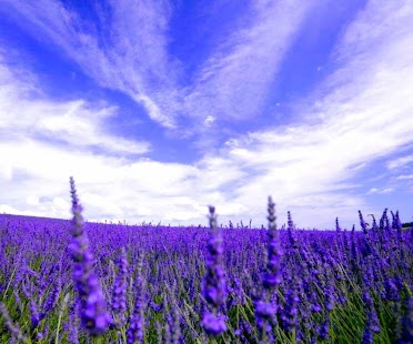 How to install Lavender HD live wallpapers lastet apk for android