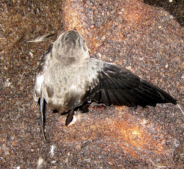 Edible-nest Swiftlet | Project Noah