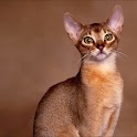 Exotic Cat Wallpapers logo
