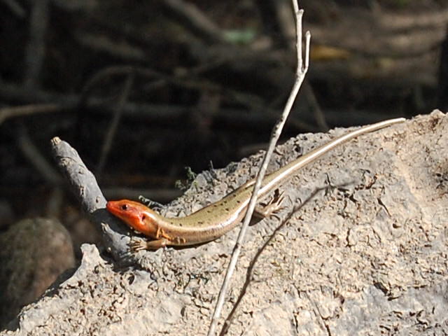 Broad-headed Skink