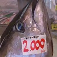沖縄釣魚図鑑
