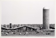 Groot rundveebedrijf in de Flevopolder