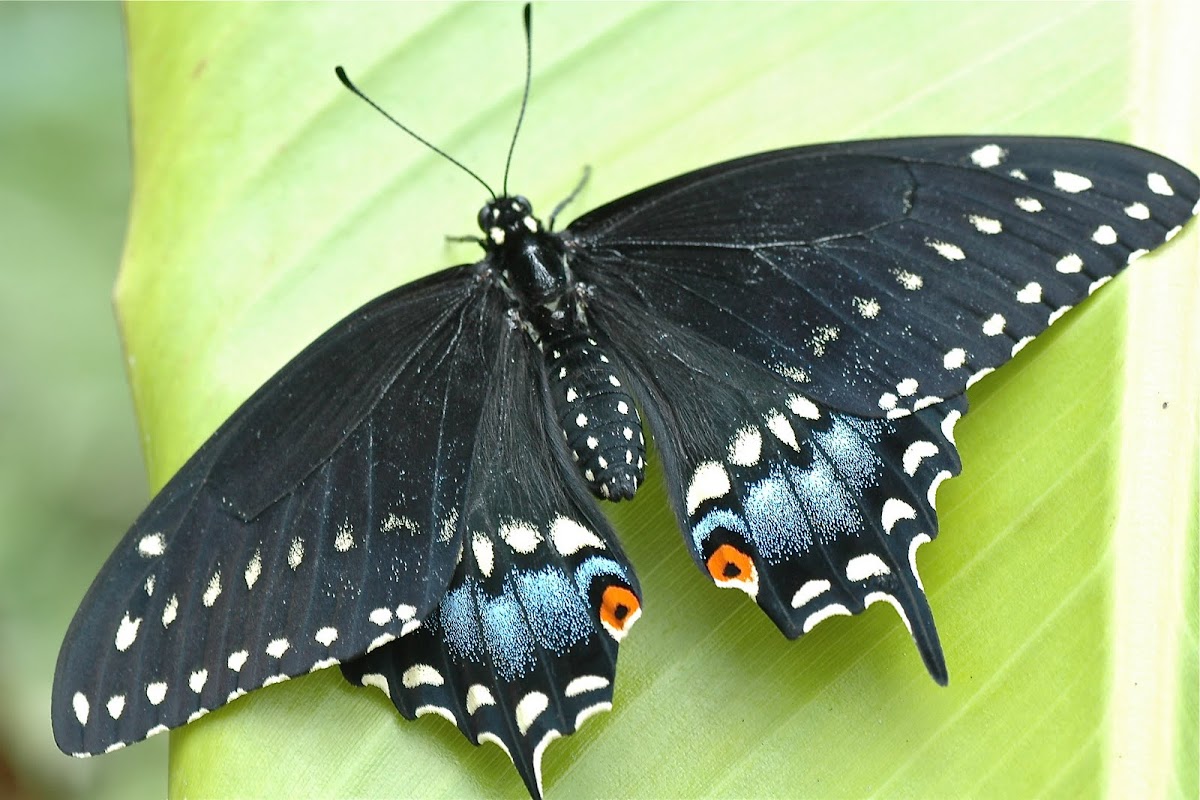 Black swallowtaill butterfly