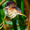 least bittern (female)