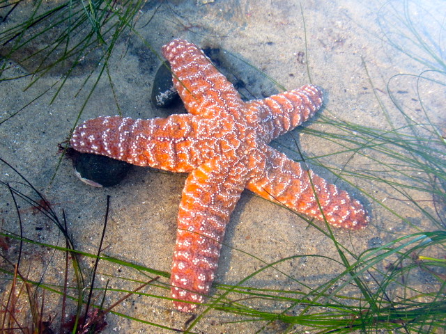 Pacific Sea Star