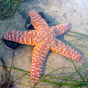 Pacific Sea Star