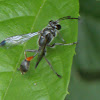 Sumatran Paper Wasp