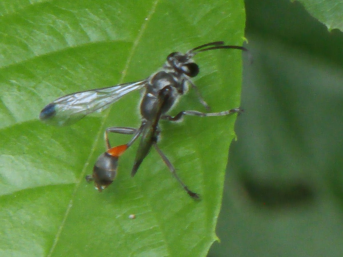 Sumatran Paper Wasp