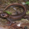 Northwest salamander
