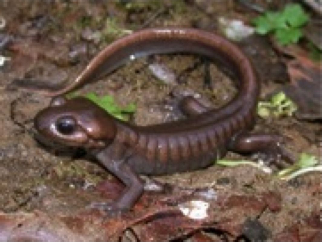Northwest salamander